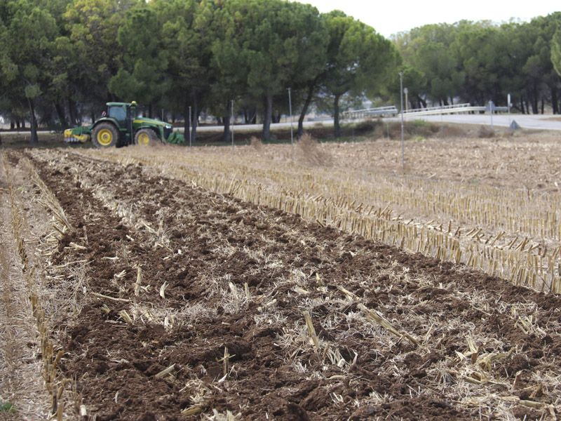 Campo de maíz, mitad sin pasar el subsolador y mitad después de pasar el subsolador baabor modelo S320